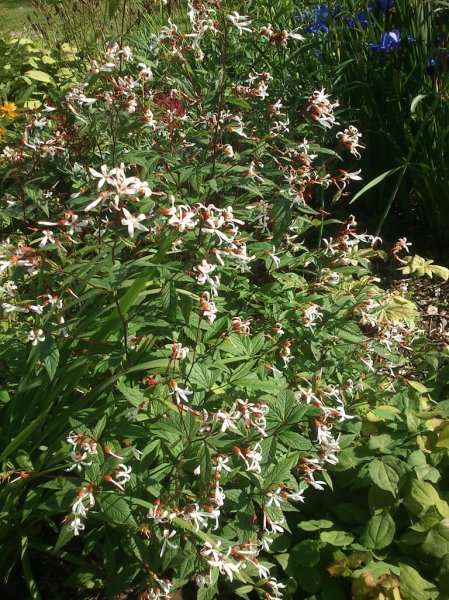 Gillenia trifoliata Perhoangervo